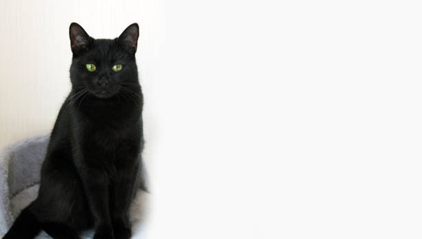 istock black cat on a white background. banner 1256722488
