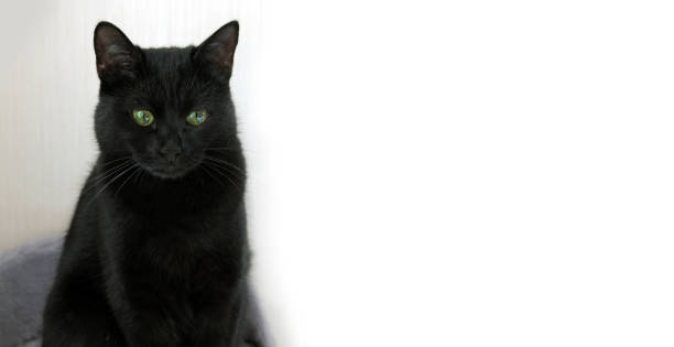 istock black cat on a white background. banner 1256722509