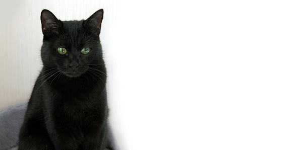 black cat on a white background. banner