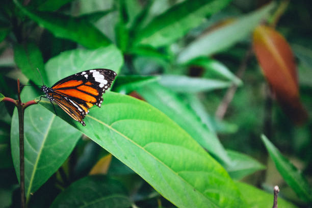 istock A butterfly on green leaf Background. 1256722600