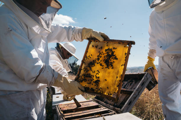 istock Beekeepers working to collect honey. Organic beekeeping concept 1256723244