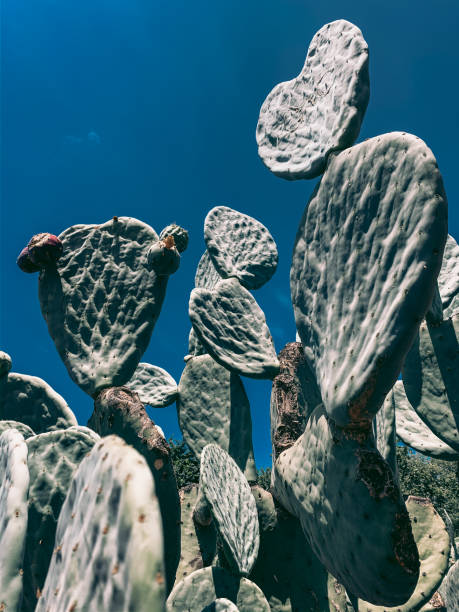 南アフリカケープタウン近くの心臓型を持つサボテンフィールド - prickly pear fruit flowers plants nature ストックフォトと画像