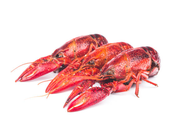 Boiled red crayfish isolated on a white background