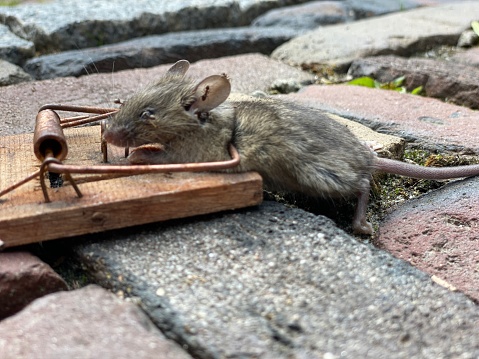 Mouse catched in a mousetrap