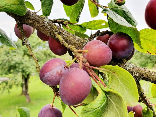 小さな梅 - plum plum tree tree fruit ストックフォトと画像