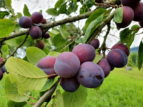 Several little plums captured during summer season in the canton of aargau.