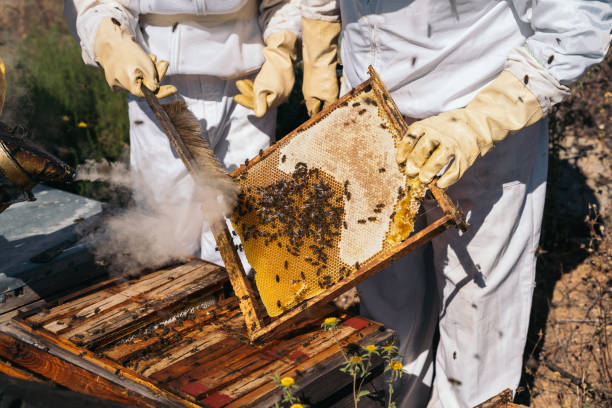 istock Beekeepers working to collect honey. Organic beekeeping concept 1256725941