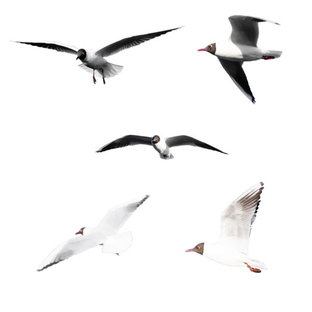 istock Isolated group of flying seagulls 1256726118