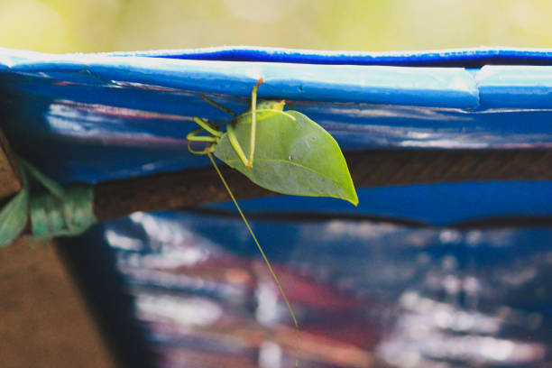 folha verde imita katydid na floresta amazônica em leticia, colômbia - katydid amazon rainforest animal arthropod - fotografias e filmes do acervo