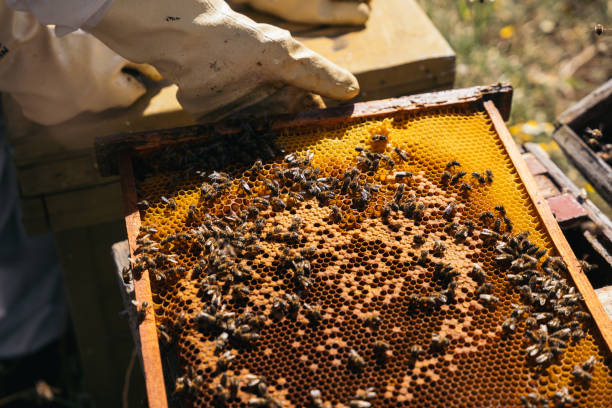 istock Beekeepers working to collect honey. Organic beekeeping concept 1256727503