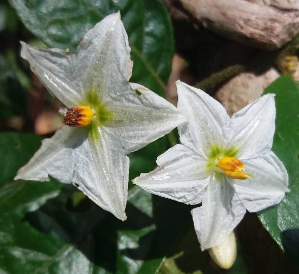 istock WildFlowers Honduras 2 1256727854
