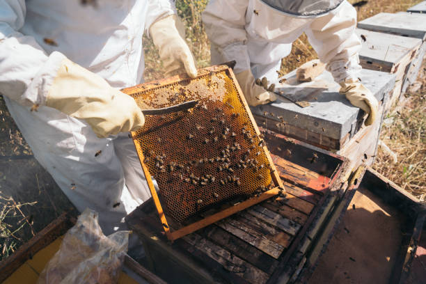 istock Beekeepers working to collect honey. Organic beekeeping concept 1256728140
