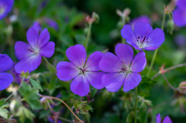 istock Cranesbills flowering plant, Geranium Rozanne flowers in bloom 1256729465