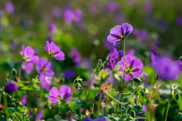 Photo of Cranesbills flowering plant, Geranium Rozanne flowers in bloom