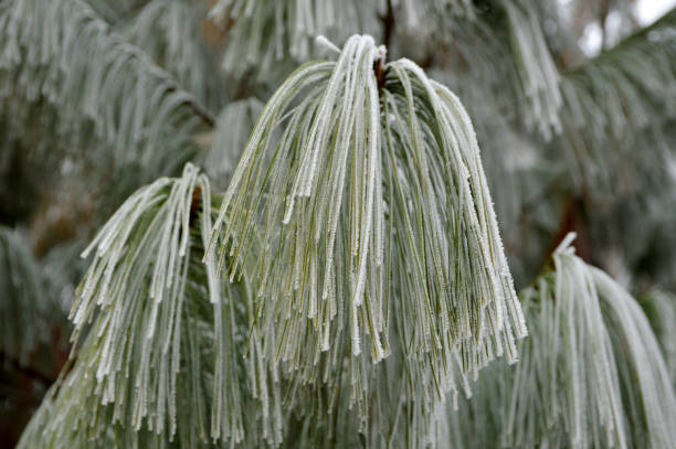 branch of Pinus wallichiana, Himalayan pine, Bhutan pine, Blue pine, covered with rime frost close up pine tree branches covered with rime ice pinus wallichiana stock pictures, royalty-free photos & images