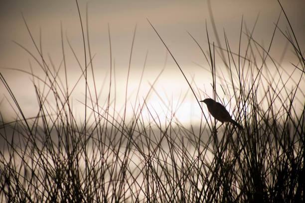 Small bird silhouette singing, beach, seascape and sunset background. Rías Baixas, Pontevedra province,Galicia, Spain. Copy space available on the left.