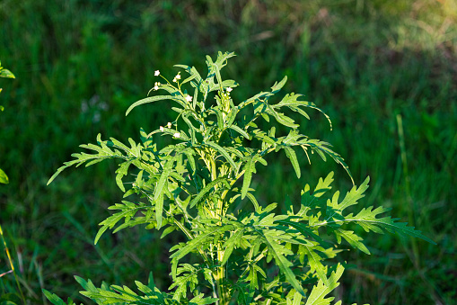 parthenium plant is a kind of toxic plant to livestock