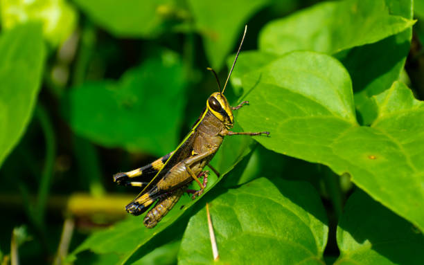 istock image of locust 1256731650