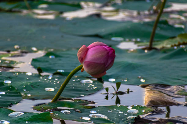istock half bloom lotus flower 1256732060