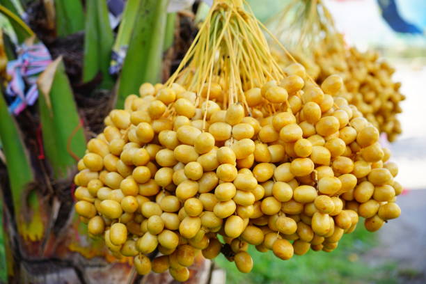 istock Yellow Fruit of the Date Palm 1256732360