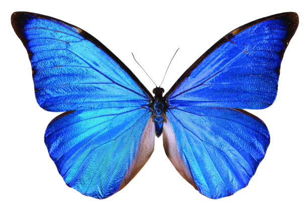 morpho anaxibia - blue silk morpho butterfly photos et images de collection