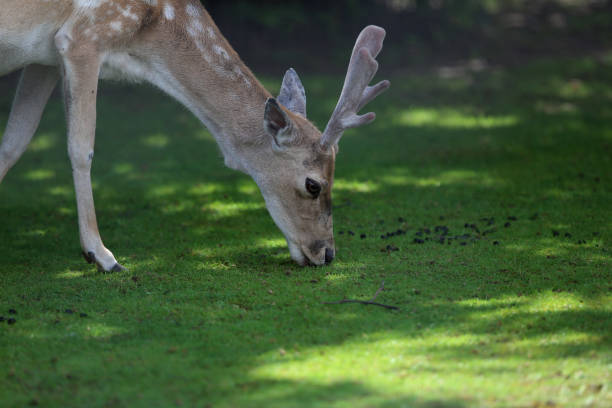 istock Deer in a green meadow in the wild 1256733908