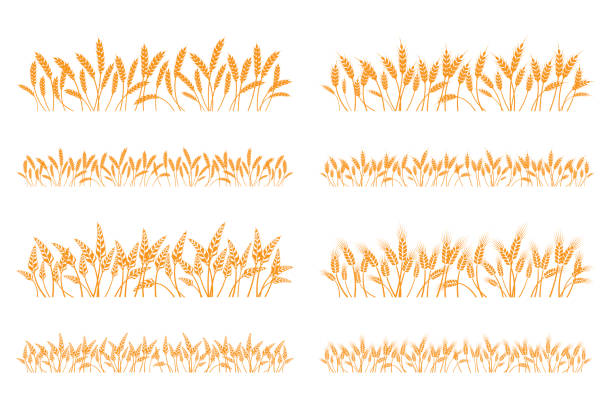 밀의 벡터 실루엣. 설정. 흰색 배경에 필드에 밀 - composition selective focus wheat field stock illustrations