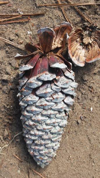istock Pineapple in the foreground, dried pine tree fruit 1256734620