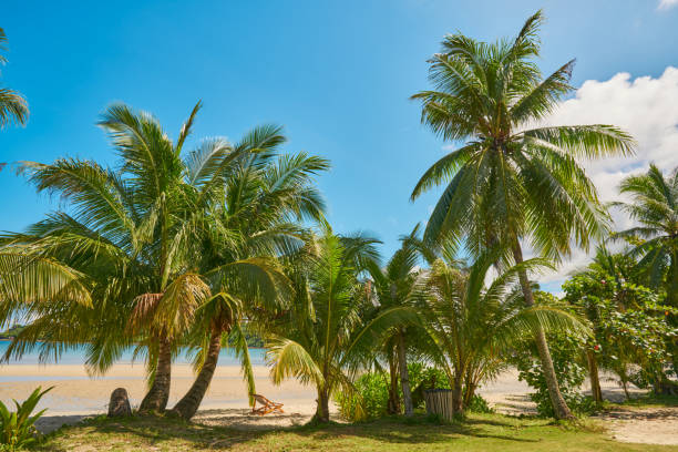 istock Coconut trees on the beautiful fine beaches 1256734767