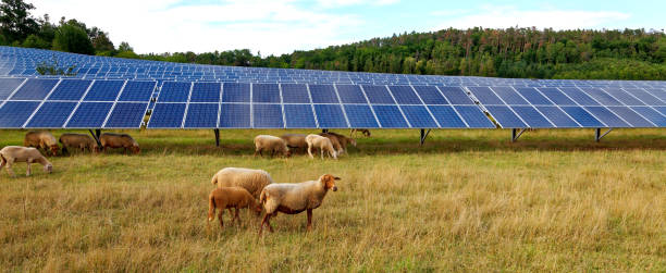 istock solar power station with sheep 1256735197