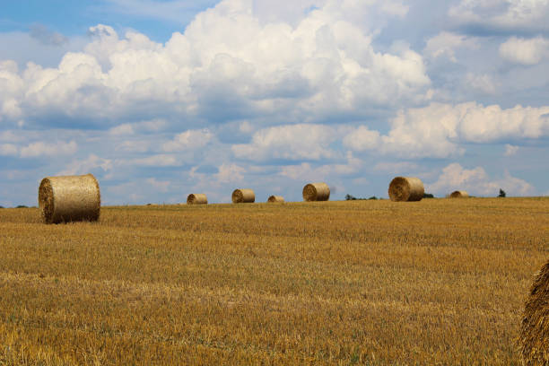 istock stacks of straw on the field 1256735986