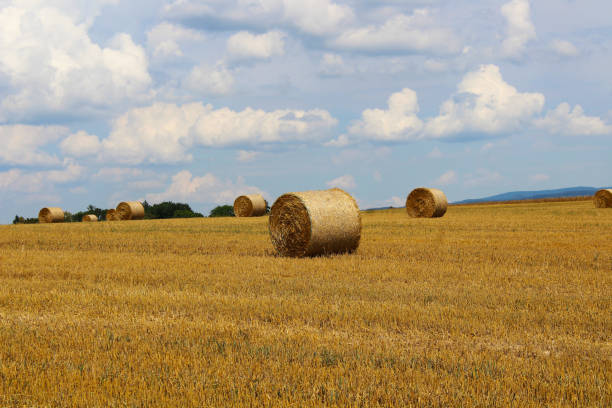 istock stacks of straw on the field 1256736177
