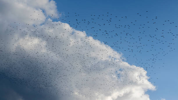 istock Birds fly in flock in cloudy sky. 1256736787