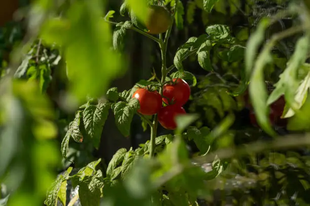 Ecological and natural ripe tomato hanging on the branch. Home cultivation of vegetables