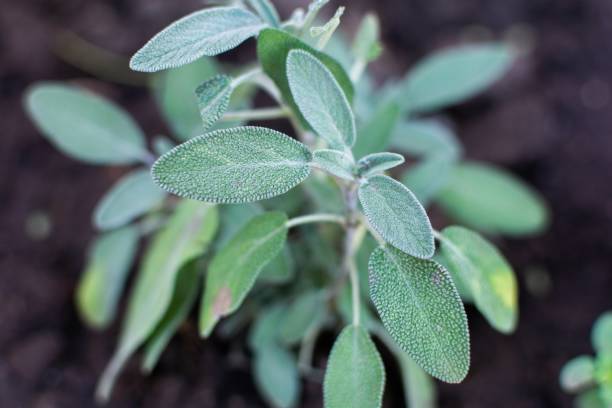 istock Culinary sage plant in Cordoba, Argentina 1256737957