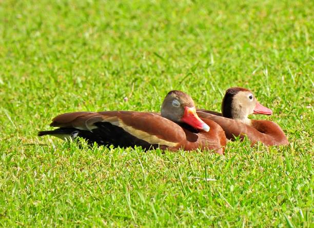 istock Black-bellied Whistling Ducks (Dendrocygna autumnalis) lying down in the grass 1256738513
