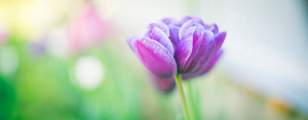 istock Beauty of blossoming 1256739749