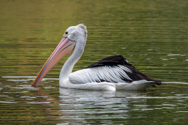 istock great white pelican in ponds 1256739778