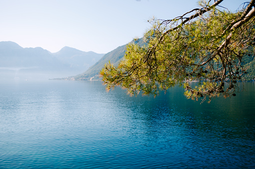 A branch of spruce with needles on the background of the Bay of Kotor in Montenegro. High quality photo