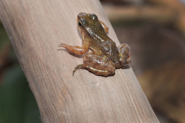 自然環境の沼地や川をシミュレートしたカエルスタジオで撮影した写真 - green treefrog frog common frog tree frog ストックフォトと画像