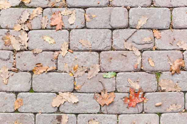 istock Top view on sidewalk tiles with dry autumn leaves. 1256743626