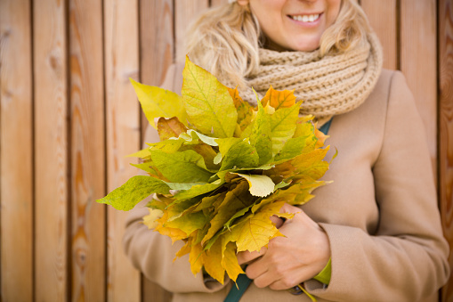 Closeup of woman's hands holding beautiful bunch of yellow maple leaves. Young smiling woman walking in park and making bouquet of autumn leaves. Happy autumn, thanksgiving and lifestyle concept