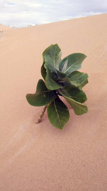 istock green plant on dune 1256746395