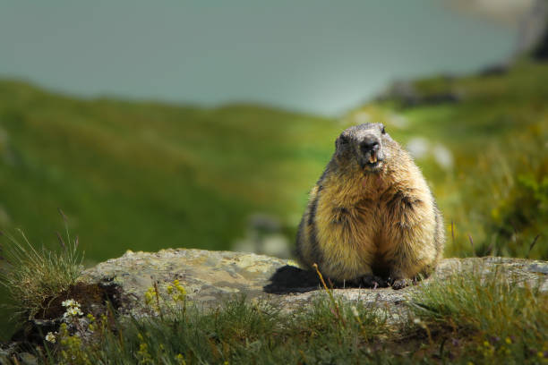 istock Alpine Marmot (marmota marmota) sitting on stone 1256747048