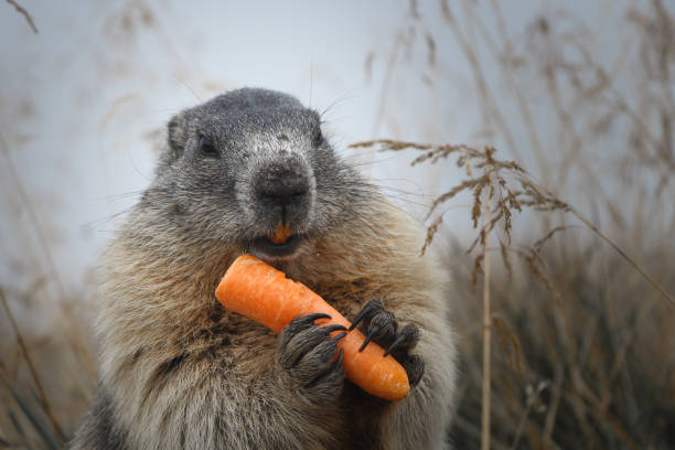 Cute marmot eating carrot near the rock