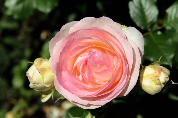 istock Bee willow rose pink, Bee-friendly floribunda 1256747149