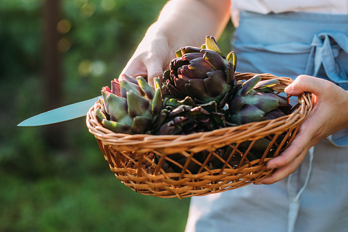 Organic homegrown artichokes in a basket, a close up.