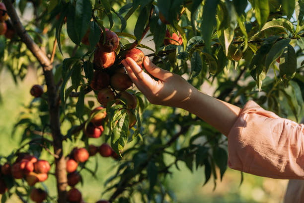 mano di una donna anonima che raccoglie pesche biologiche, un primo piano - orchard fruit vegetable tree foto e immagini stock