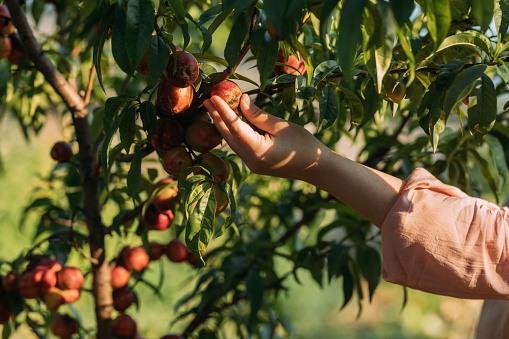 Unrecognizable woman harvesting fruit from her orchard.