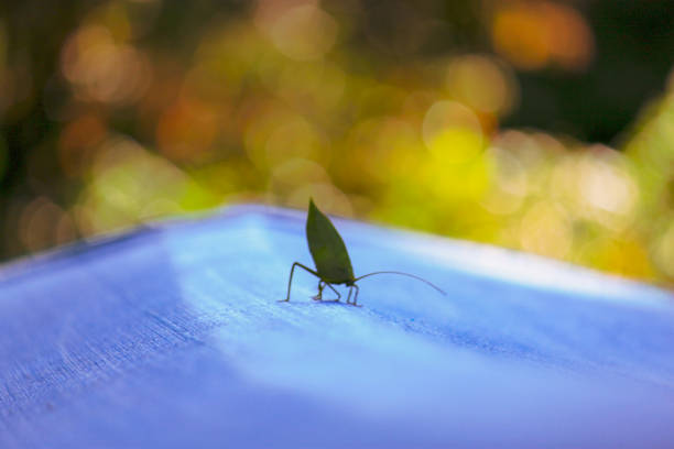 folha verde imita katydid na floresta amazônica em leticia, colômbia - katydid amazon rainforest animal arthropod - fotografias e filmes do acervo